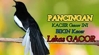 Download lagu Kacer ngeplong full tembakan ini bikin kacer bahan cepat bunyi!!