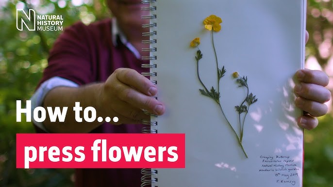 How to Press Flowers with a Microwave