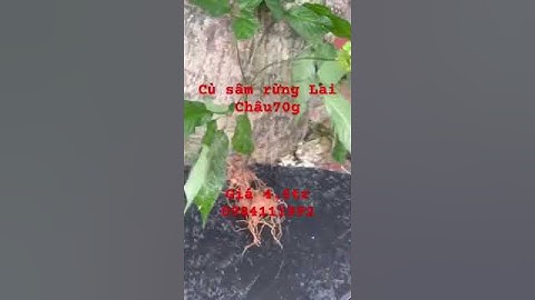 Xuống núi củ sâm rừng Lai Châu 70gam ít lá, già đanh, ngon bổ rẻ#sâm_lai_châu_rừng #sâm_lai_châu