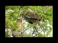 Ave Columbidae Zenaida asiatica (Linnaeus, 1758) White-winged Dove ,Paloma ala blanca,