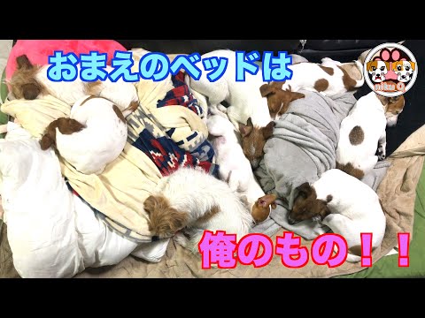 【ジャックラッセルテリア】おまえのベッドは俺のもの!!ジャイアニズム発揮!!ベッドの上で暴れた後のジャック達の占領っぷりが!!「動物癒し動画」にくきゅう