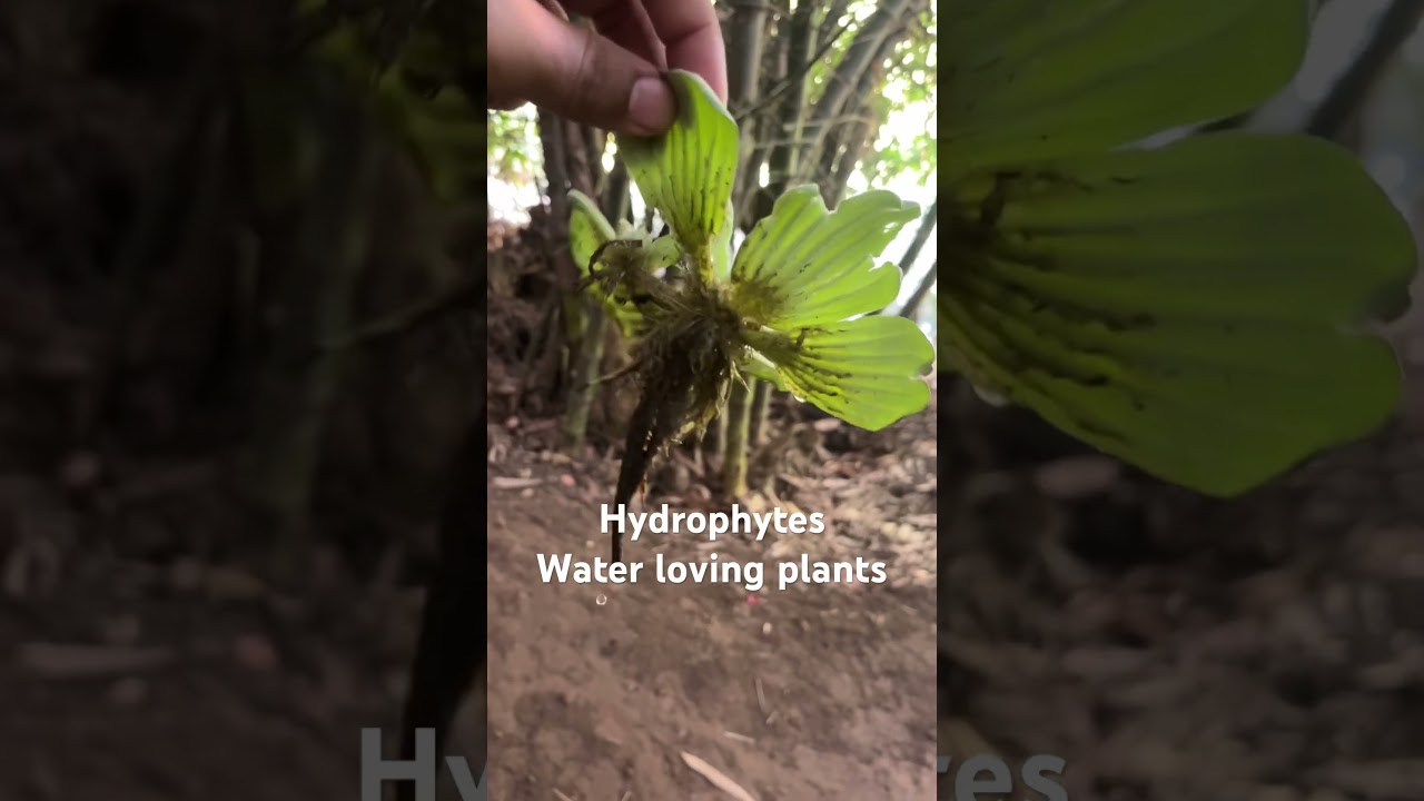 Hydrophyte Plant from Pond 🌿 | Aquatic Plant Adaptations | Biology practical 
