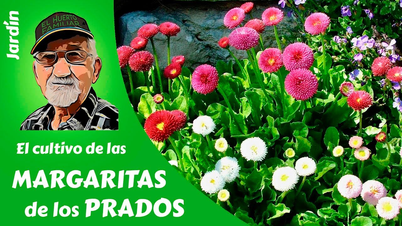 𝗟𝗔𝗦 𝗠𝗔𝗥𝗚𝗔𝗥𝗜𝗧𝗔𝗦: COMO CULTIVAR MARGARITAS DE LOS PRADOS. Guía completa