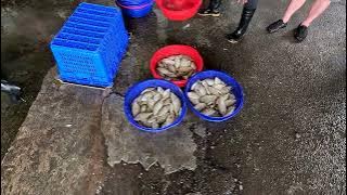 4K 300元一籃的臭肚 物超所值 Crazy price of Spinefoot 明發定置漁場 seafood fishport fishground