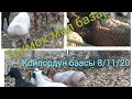 💥Токмок мал базары 🐏🐑 койлордун баасы 💥8/11/2020/👍🇰🇬