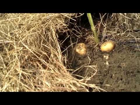2013-05-19 Digging Potatoes in my garden