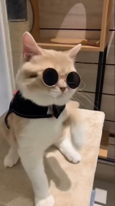 Kucing bergaya pakai Kaca Mata