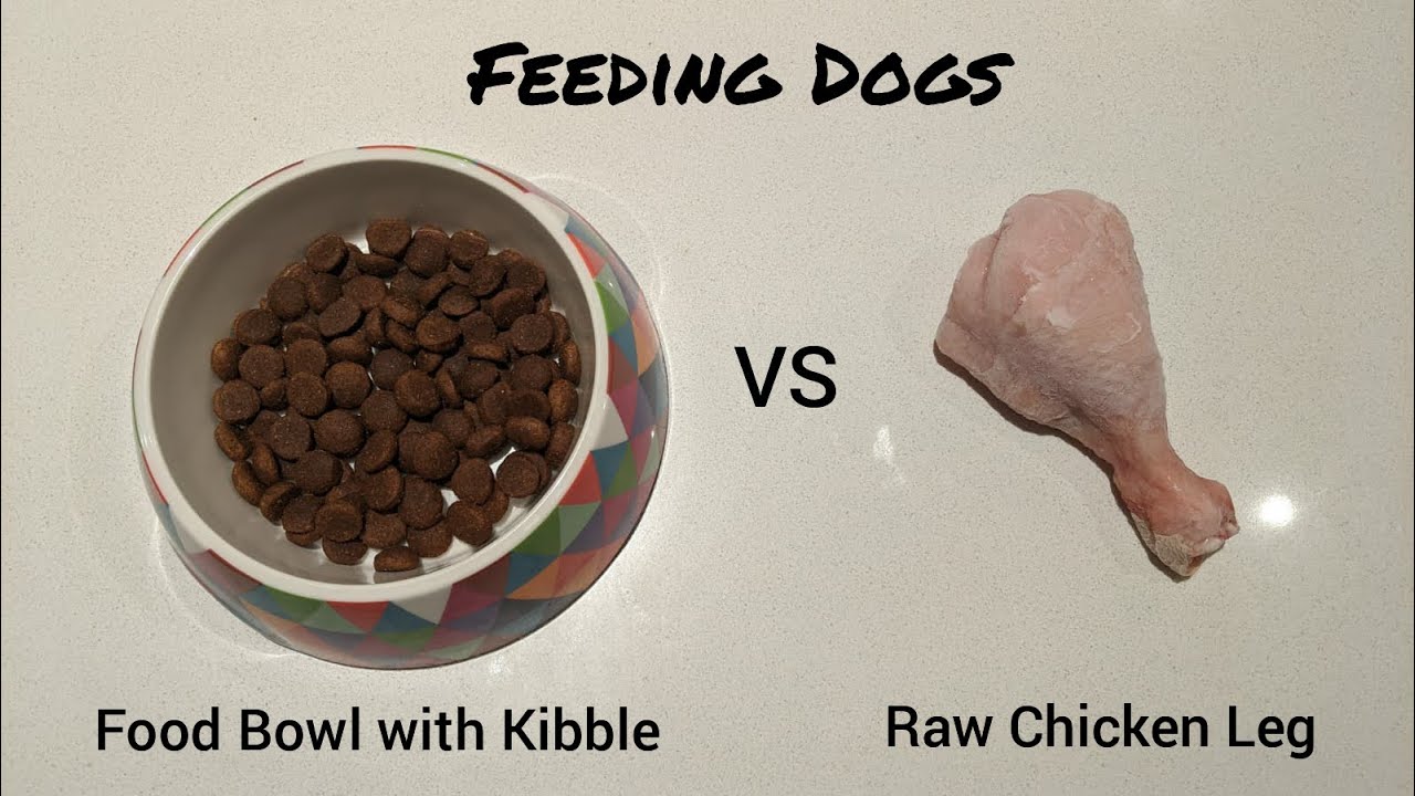 Can Dogs Eat Chicken Thighs?  