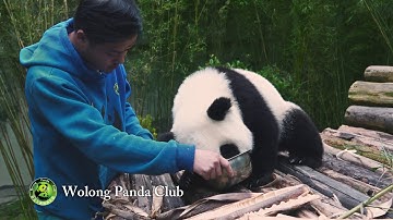 Panasonic LUMIX: [FULL VERSION] Stories with GH5 - Wolong Panda Club