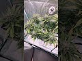 Update zur 'Strawberry Banana'! Tag 75 #hydroponics #pflanzenpflege