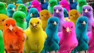 ayam lucu, ayam warna warni, ayam rainbow,,ikan koi,bebek lucu,kelinci,marmut, video hewan lucu#2
