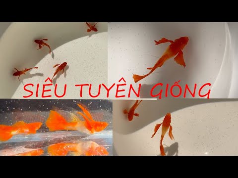 Video [GUPPY VIP] CÁ 7 MÀU KOI RED EAR RB SIÊU TAI BƠI CỰC... - youtube