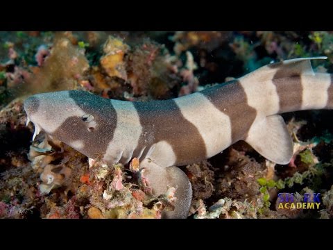 Video: What Sharks Are Called Carpet