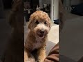 Labradoodle dog’s Facial Expression Explained #shorts
