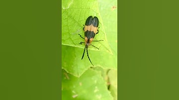 Net-winged beetle exploring the perimeter