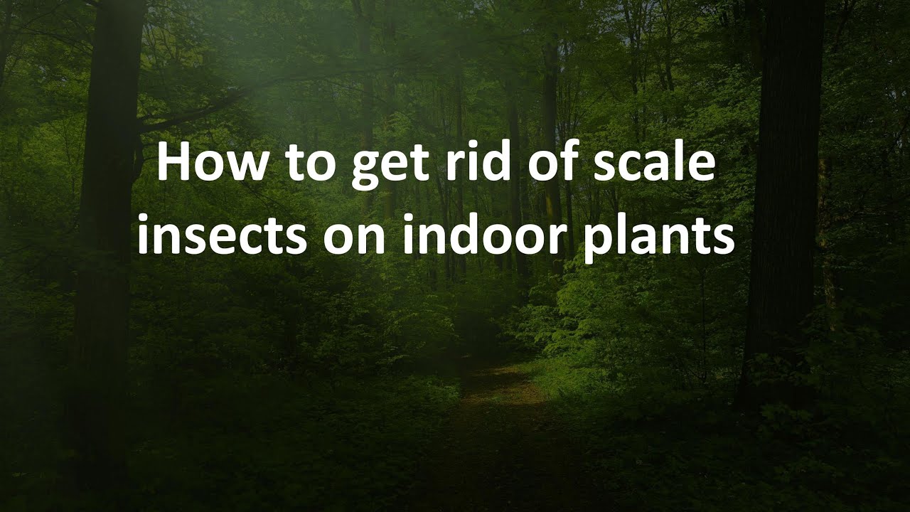 How to get rid of scale insects on indoor plants - YouTube