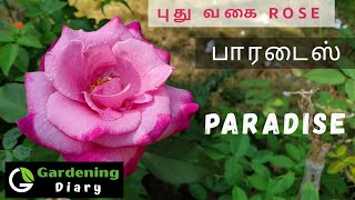 Tips to grow and care Hybrid Tea Rose Paradise in Tamil Resimi