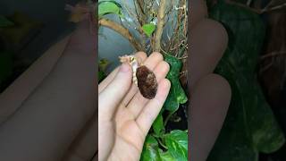 Chinese Luna Moth Hatching