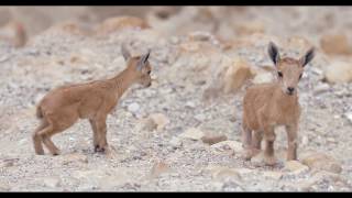 Ibex kids playing न्युबियन इबेक्स وعل  ヌビアアイベックス יעל נובי, גדיים במשחק