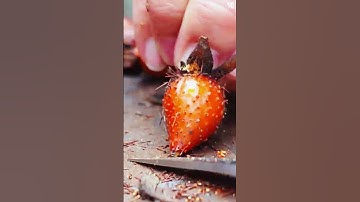 Membuang duri dari buah super unik menggunakan alat sederhana multifungsi #shorts