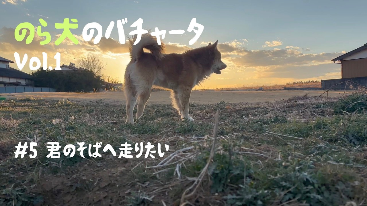 #5のら犬のバチャータのら犬のバチャータ / Bachata del Perro Callejero｜Vol.1｜君のそばへ走りたい