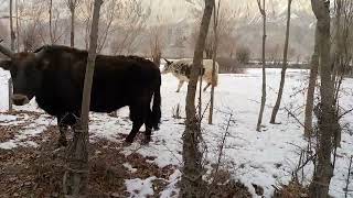Zoo and Yakmo video January 17, 2022