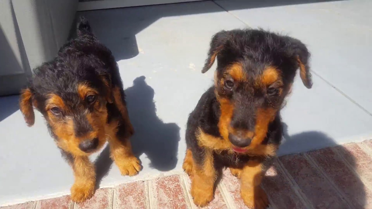 Airedale Terrier Puppies For Sale Video - S & S Family ...