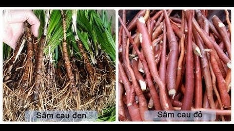 Cách phân biệt sâm cau đen và sâm cau đỏ.