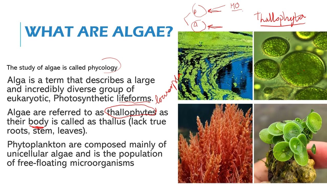 Algae Part 1 General Microbiology YouTube Algae Part 1 General Microbiology YouTube