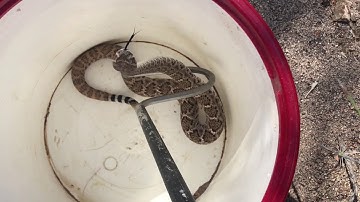 How old is this rattlesnake?