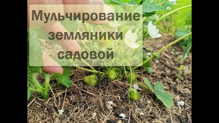 Мульчирование земляники садовой (клубники)