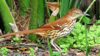 Brown Thrasher Ground Foraging Behavior