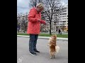 Pomeranian is dancing  alleria windrunner bingovit