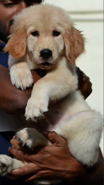 Golden retriever puppies for sale valdosta ga