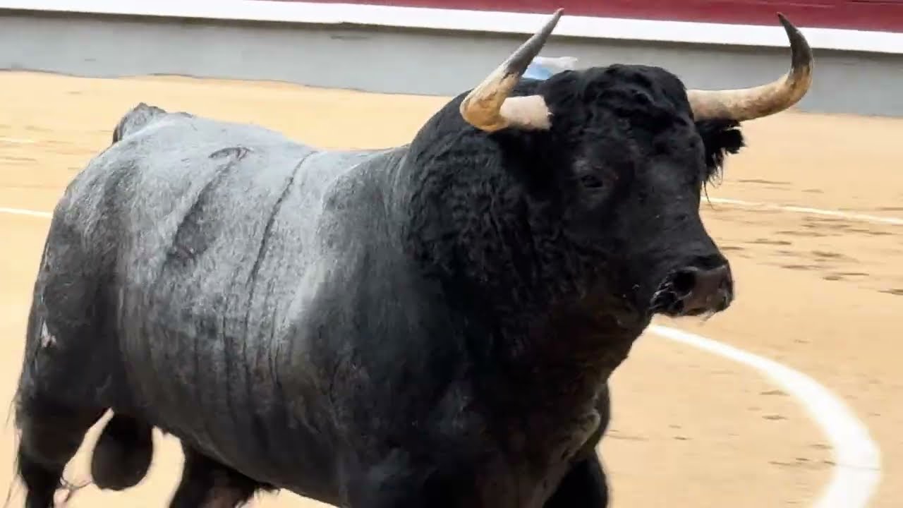 Salida 3º toro de PARTIDO DE RESINA: 