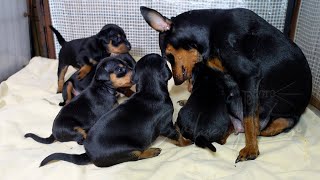 PINSCHER NAIN MANCHE  Les bébés de Tania le 10 mai 2024