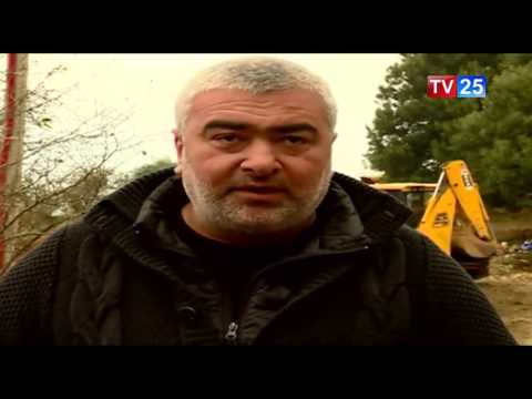 აჭარიდან გურიაში კიდევ რამდენიმე გიგანტურ ხეს გადაიტანენ