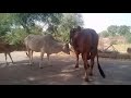 Gav ki desi cov and bull metting successfull  dm kajodiya farm