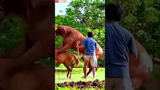 Horse Mating #horsebreeding
