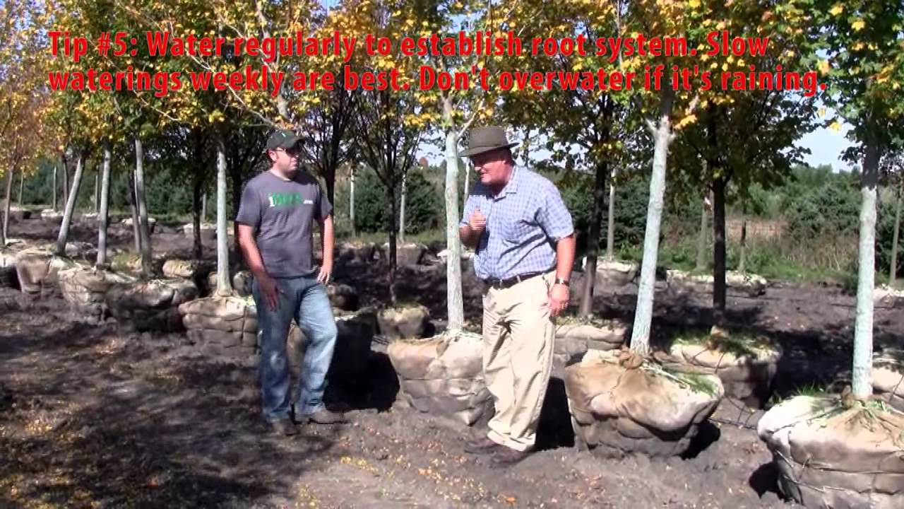iTrees.com Tree Planting & Care - YouTube