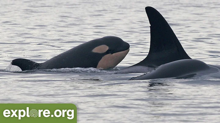 Amazing! Lucky is The First Orca Calf to Survive in 5 Years!