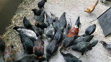 Feeding Time - Qaib Hmong Qaib Dub Nqaig