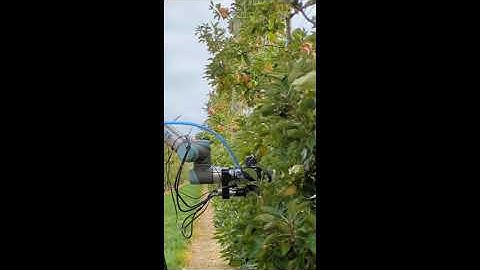 Apple Harvesting