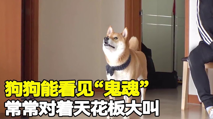韩国小姐姐的宠物狗常常对着天花板大叫，邻居都说它见鬼了【悦贝电影】
