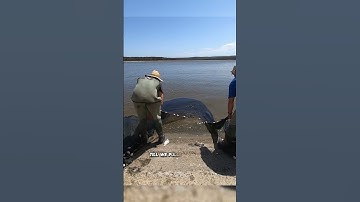 Our first seine net in the estuary, we weren’t expecting to catch any fish