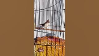 Ciri khas Tembakan Burung Yuhina Kalimantan #kicaumania #kicaumanianusantara #yuhina