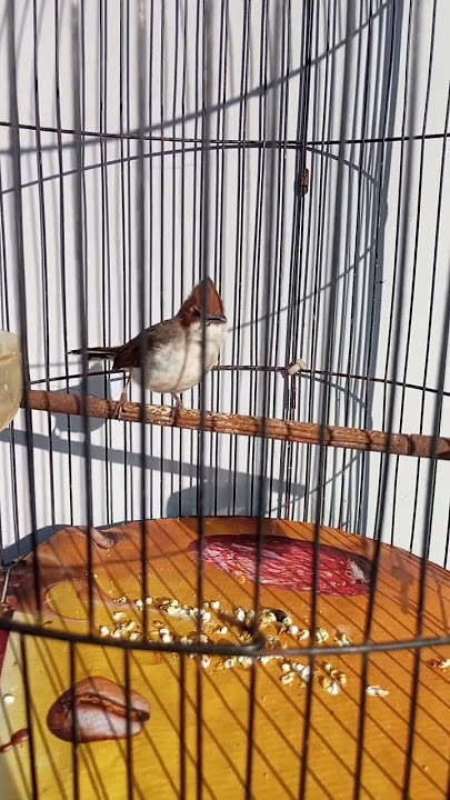 Ciri khas Tembakan Burung Yuhina Kalimantan #kicaumania #kicaumanianusantara #yuhina