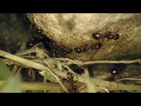 #black#ants#ant#antplanet#antworld ✨army ant