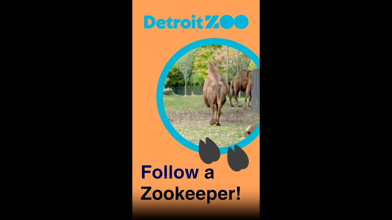 Detroit Zoo - Be a Camel Zookeeper for a Day - YouTube