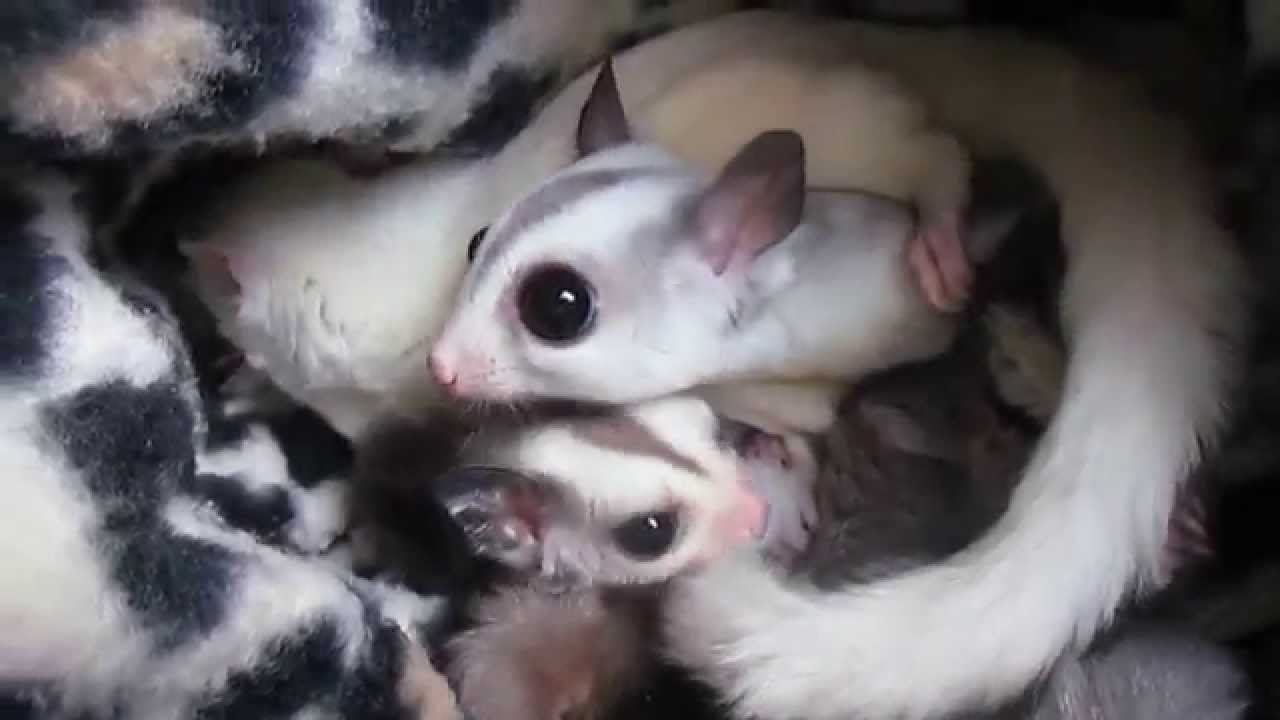 mile high sugar gliders
